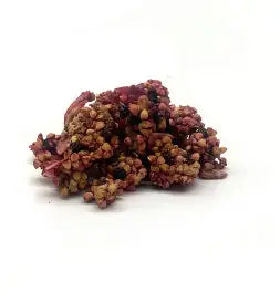 Activated Organic Buckies - Coco Berry 250g