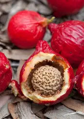 Quandongs 100g